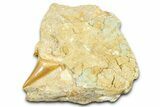Otodus Shark Tooth Fossil in Rock - Morocco #376144-1